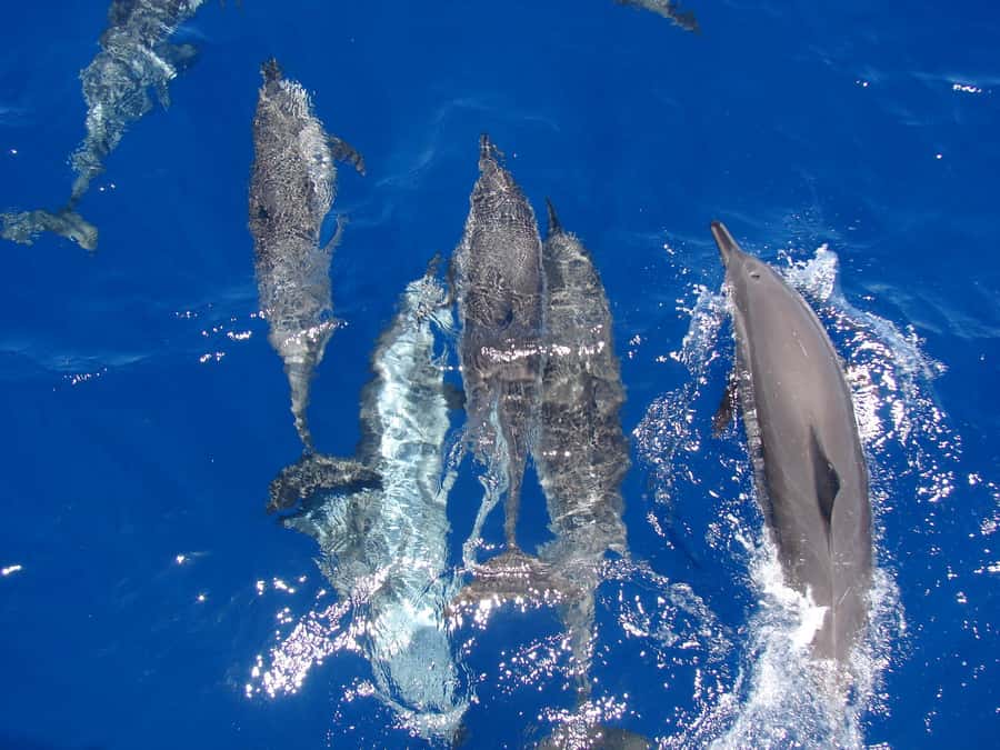 Hurghada: All-Inclusive Elite VIP Dolphin House & Massage - From Hurghada pickup to a luxury-leaning yacht day