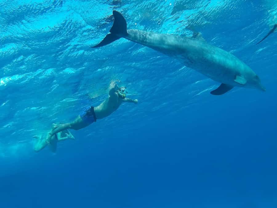 Hurghada: All-Inclusive Elite VIP Dolphin House & Massage - Food onboard: buffet quality, not just “something to eat”