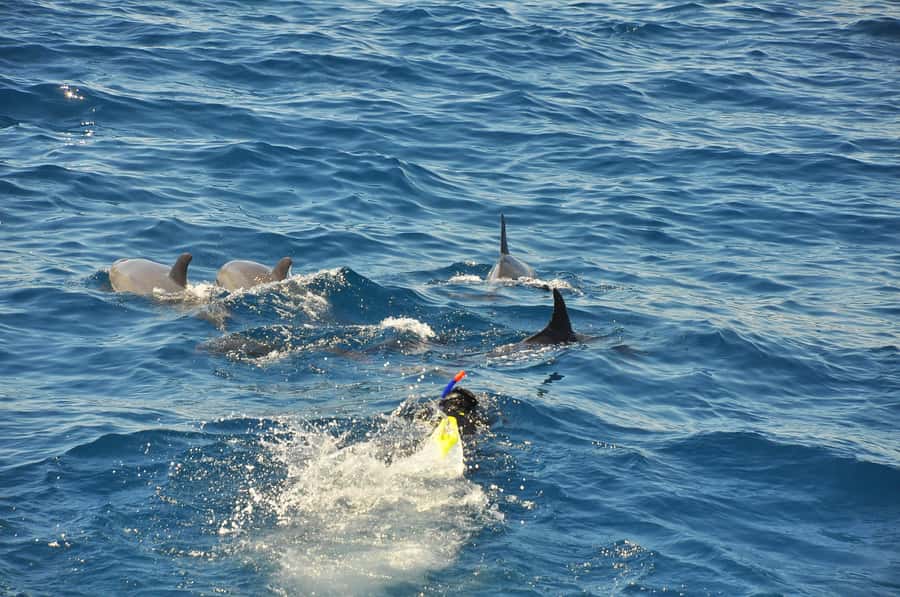 Hurghada: All-Inclusive Elite VIP Dolphin House & Massage - The back massage on deck: the best kind of finish