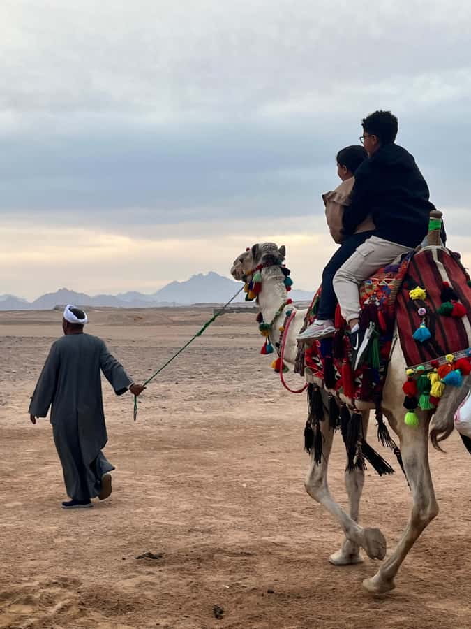 Hurghada: BADU Camp Camel Ride, Dinner, & Stargazing - Key highlights to know before you go