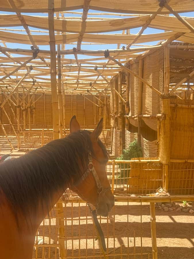 Hurghada: BADU Camp Camel Ride, Dinner, & Stargazing - The camel ride: what you’ll feel on the dunes