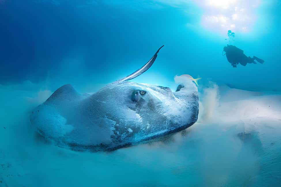 Hurghada: Beginners Scuba Diving Full-Day Boat Trip & Lunch - Your first underwater session: timing, depth, and what to expect