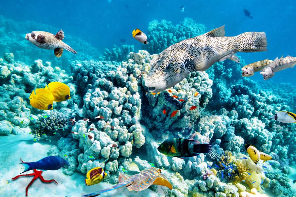 Hurghada: Beginners Scuba Diving Full-Day Boat Trip & Lunch - Two underwater spots vs the longer certified option