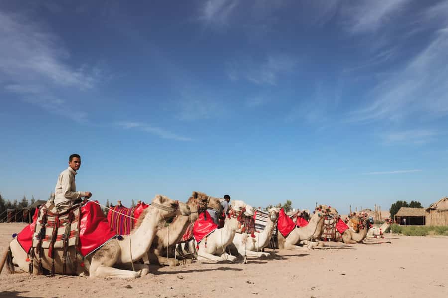 Hurghada: Camel Ride & horse ride and Off-Road Jeep Tour - Guides, Stars, and Stargazing at Night (On the Longer Departures)