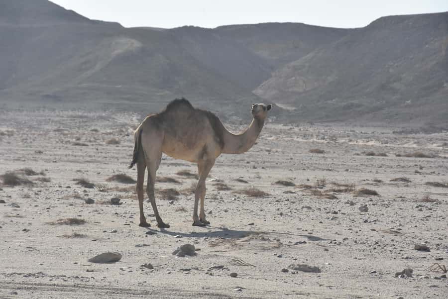Hurghada: Camel Ride & horse ride and Off-Road Jeep Tour - Welcome Tea and Dates: A Small Pause That Makes It Feel Like Egypt
