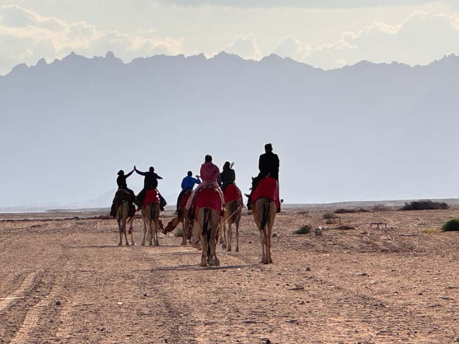Hurghada: Camel Ride & horse ride and Off-Road Jeep Tour - The Farm Tour: Animals, Horses, and a Water Wheel