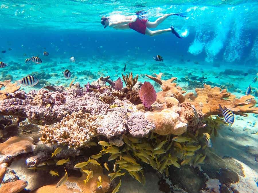 Hurghada: Day Snorkeling with Dolphins - Key things to know before you go