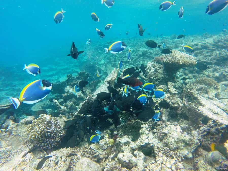 Hurghada: Day Snorkeling with Dolphins - How dolphin snorkeling actually works: rules, guidance, and what to expect