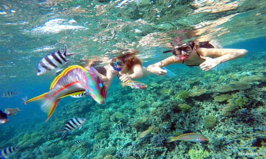 Hurghada: Day Snorkeling with Dolphins - Snorkeling beyond dolphins: reef life and guided spotting