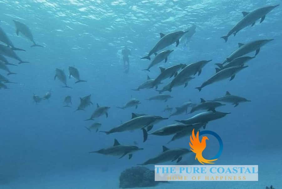 Hurghada: Day Snorkeling with Dolphins - Lunch onboard: food, drinks, and the reality of small purchases