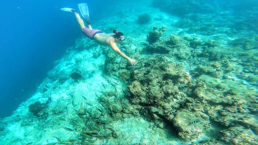 Hurghada: Day Snorkeling with Dolphins - Price and logistics: is $42 good value after the extras?