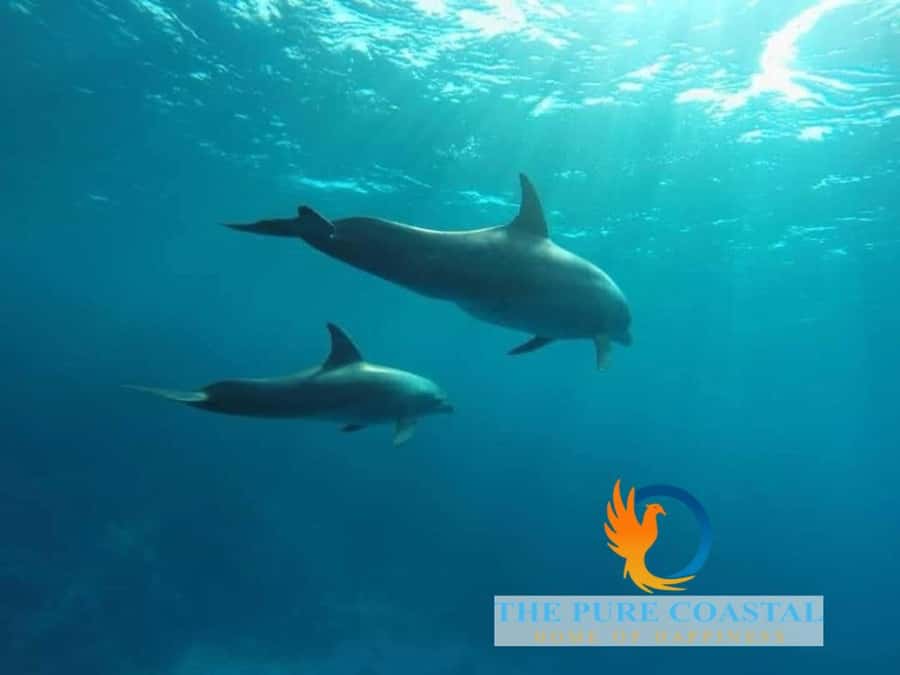 Hurghada: Day Snorkeling with Dolphins - Should you book this Hurghada Dolphin Reef day?