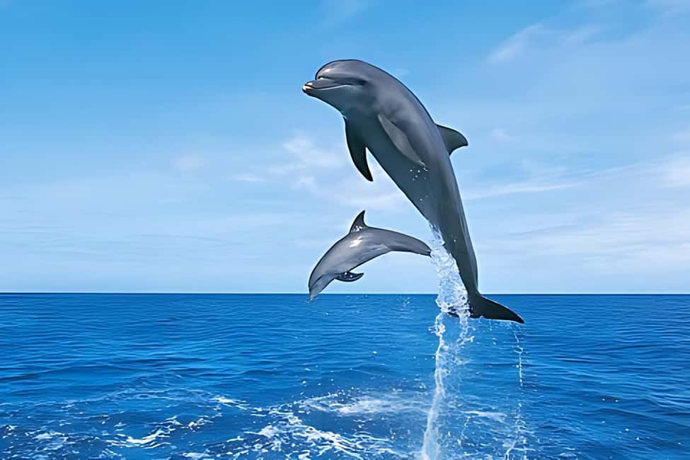 Hurghada: Dolphin Cruise with Snorkeling & Buffet Lunch - Snorkelling in the Red Sea: two reef stops and guided help