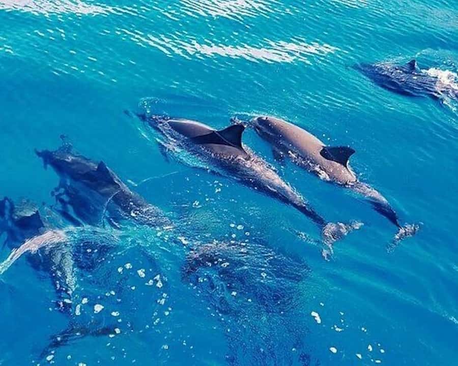 Hurghada: Dolphin House & Water sports Banana by Speedboat - Getting picked up and reaching the marina (without losing your day)