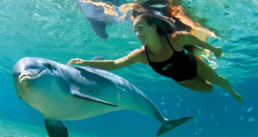 Hurghada: Dolphin watch Cruise with optional pickup - Key Points You’ll Care About