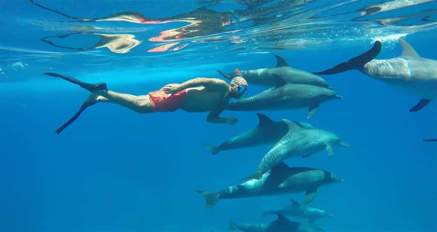 Hurghada: Dolphin watch Cruise with optional pickup - Hurghada Marina to the Reef: The Flow of Your 6-Hour Day
