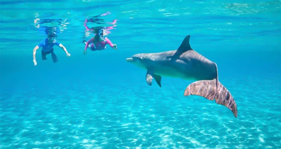 Hurghada: Dolphin watch Cruise with optional pickup - Dolphins in Hurghada: How to Set Expectations for Dolphin House