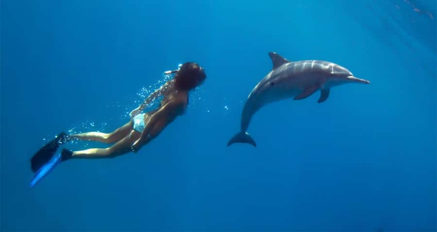 Hurghada: Dolphin watch Cruise with optional pickup - Onboard Lunch, Drinks, and That Slow Boat-Trip Feeling