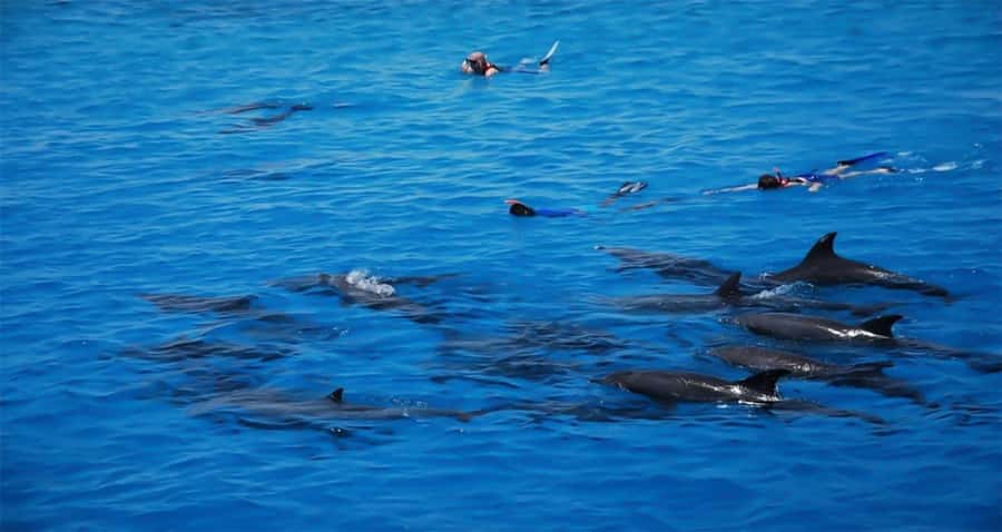 Hurghada: Dolphin watch Cruise with optional pickup - Meeting Point at Egypt Sunmarine Fleet and Getting to Your Start Time