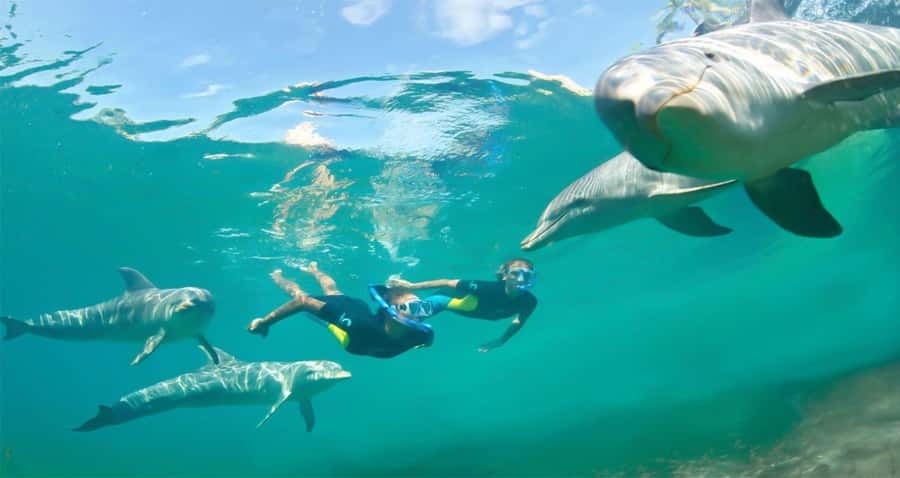 Hurghada: Dolphin watch Cruise with optional pickup - Guides, Languages, and Communication That Can Make or Break Your Day