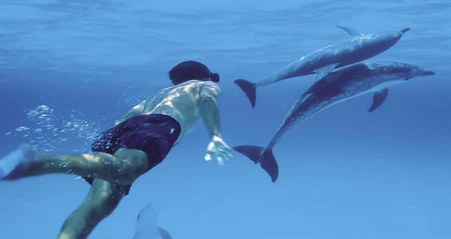 Hurghada: Dolphin watch Cruise with optional pickup - Who Should Book This Cruise (and Who Might Be Disappointed)