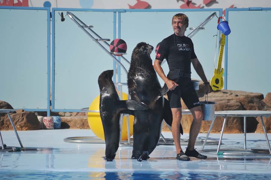 Hurghada: Dolphin World Show with Walruses and Pickup - Key things to know before you go