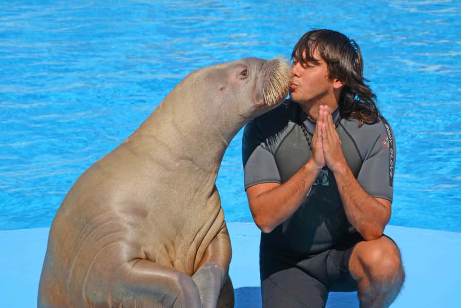 Hurghada: Dolphin World Show with Walruses and Pickup - After the show: facility time, photo moments, and optional add-ons