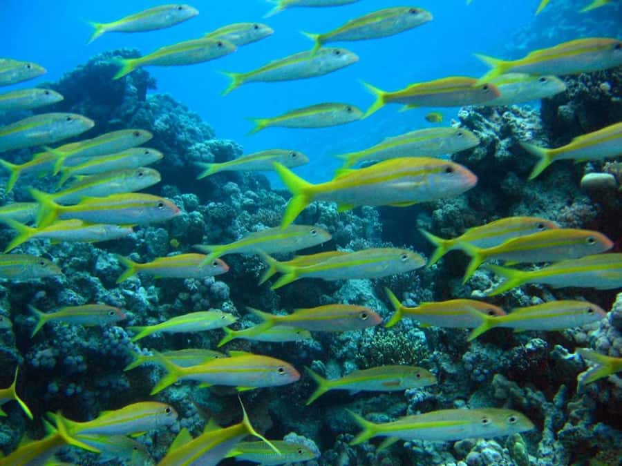 Hurghada: Full-Day Scuba Diving Tour with 2 Sites and Lunch - Key things to know before you go