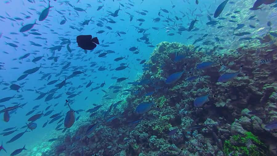 Hurghada: Full-Day Scuba Diving Tour with 2 Sites and Lunch - Price: what $70 covers and why it can be good value