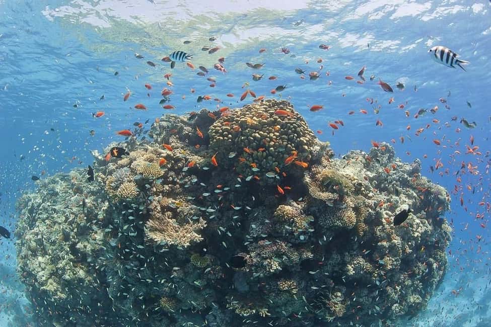 Hurghada: Full-Day Snorkeling Tour in Sharm El Naga w/Lunch - Price and Value: Does $75 Pay Off Here?