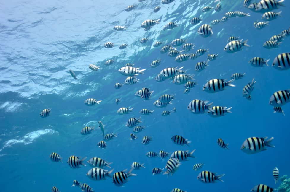 Hurghada: Glass Boat & Snorkeling with Optional Parasailing - Glass-Bottom + Snorkeling in Hurghada: Why This Combo Works