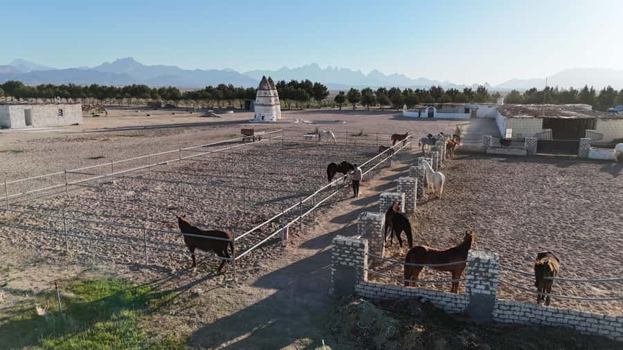 Hurghada: Horse Riding & Safari Adventure - What the “Safari” Part Really Means Here