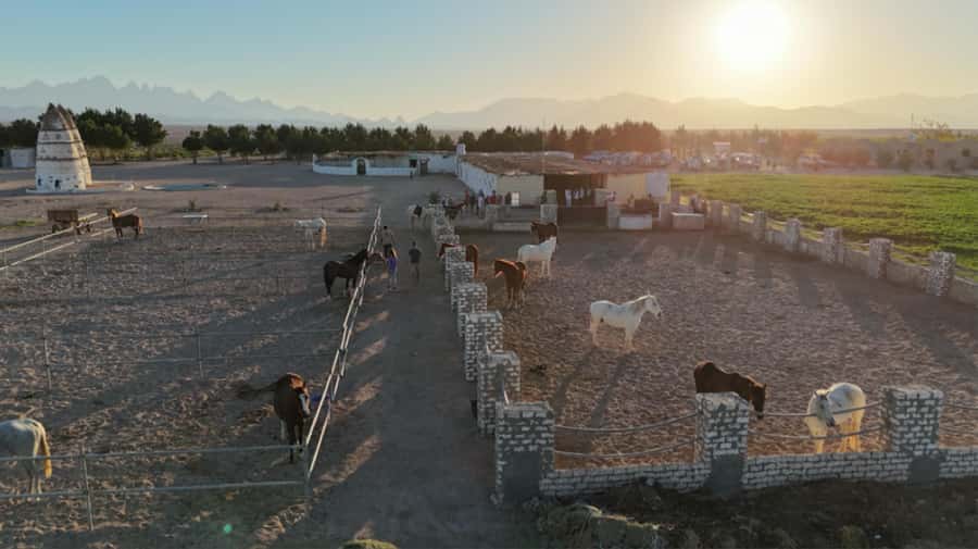 Hurghada: Horse Riding & Safari Adventure - Bedouin Welcome, Safety Briefing, and Horse Prep Time