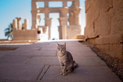 Hurghada: Luxor, Karnak Temple & Valley of the Kings - The Nile Lunch Break: Real Egyptian Food, Not a Detour