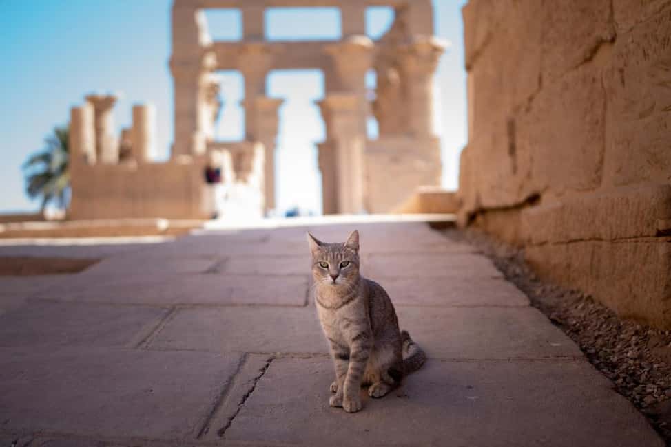Hurghada: Luxor, Karnak Temple & Valley of the Kings - The Nile Lunch Break: Real Egyptian Food, Not a Detour
