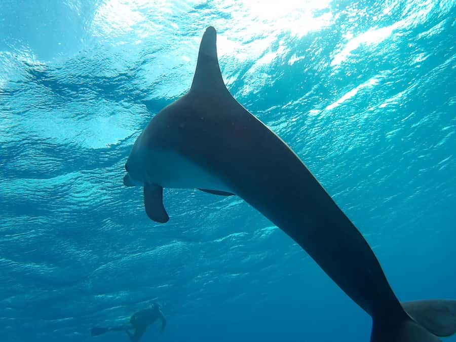 Hurghada: Luxury Orange Bay w/Snorkeling, Massage and Diving - Massage on Board: The Extra That Actually Feels Worth It