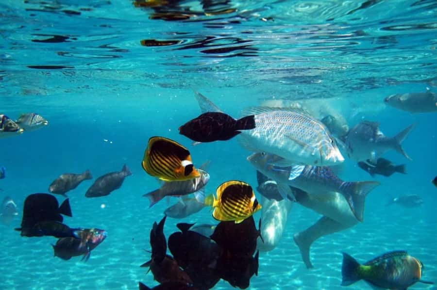 Hurghada: Luxury Private Yacht with Optional Lunch & Drinks - The first snorkeling stop: how you make 40 minutes feel like more
