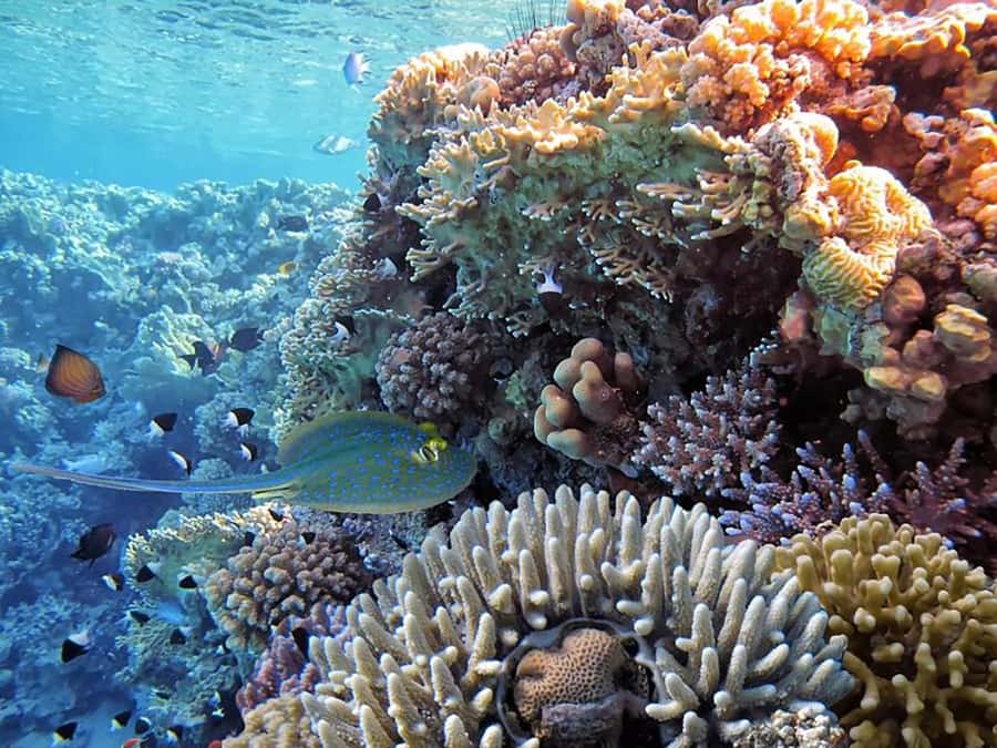 Hurghada: Luxury Private Yacht with Optional Lunch & Drinks - The snorkeling guides and crew: safety, friendliness, and real attention
