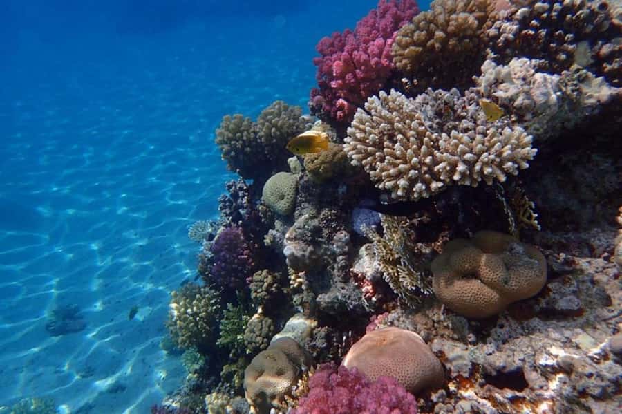 Hurghada: Luxury Private Yacht with Optional Lunch & Drinks - Price and value: what $390 for up to 8 really delivers