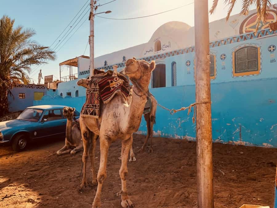 Hurghada: Morning Quad Bike Tour, Camel Ride and Transfer - Key things you’ll notice right away