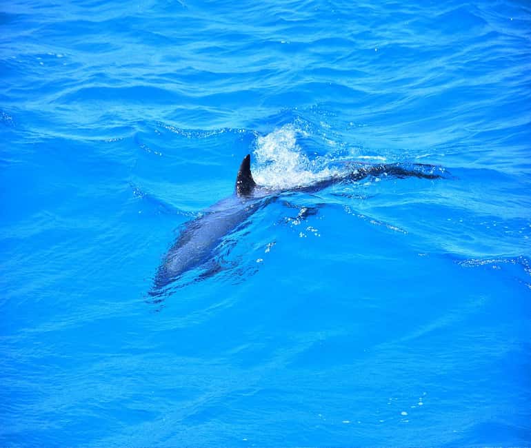 Hurghada or Makadi: Discover the Magic of Dolphin House - Price and Value: Is $27 a Smart Spend?