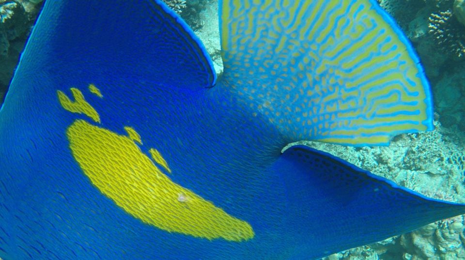 Hurghada: Orange Bay & Giftun Island, Snorkeling With Lunch - Practical Tips: What to Bring and How to Stay Comfortable