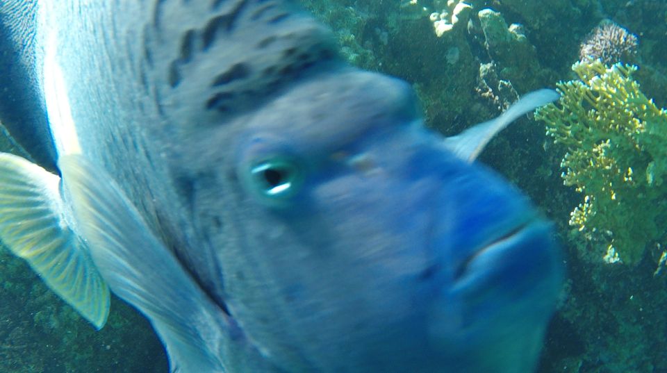 Hurghada: Orange Bay & Giftun Island, Snorkeling With Lunch - Boat Options From Hurghada and Nearby Resorts (And Why It Matters)