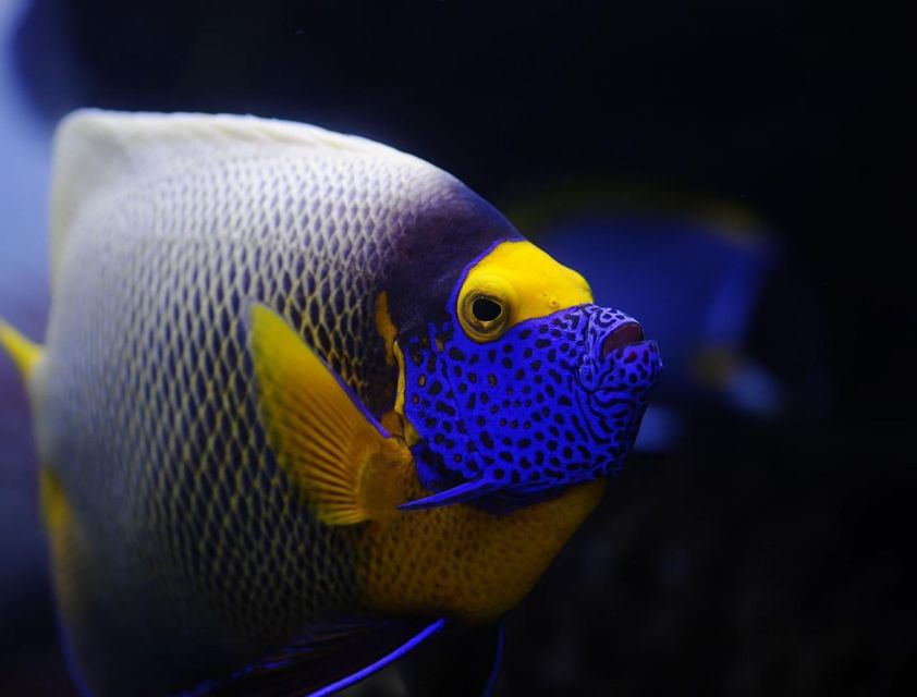 Hurghada: Orange Bay Snorkeling cruise and optional diving - Transfers, timing, and how to make the day feel easy