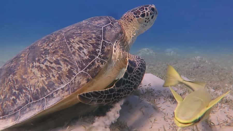 Hurghada: Premium Island Cruise with Lunch and snorkeling - Should You Book This Hurghada Snorkeling Cruise?