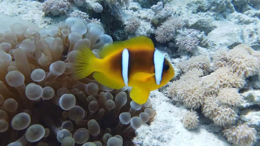 Hurghada: Premium Island Cruise with Lunch and snorkeling - Who This Cruise Fits Best