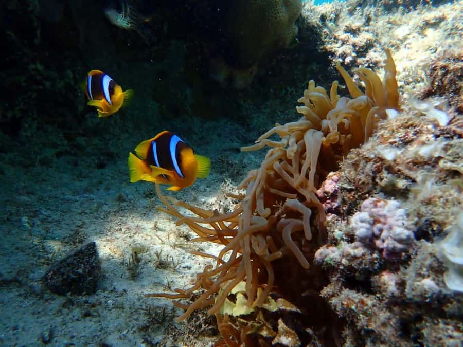 Hurghada: Private Speedboat to Magawish Island - Optional extras: parasailing, lunch upgrades, and massage