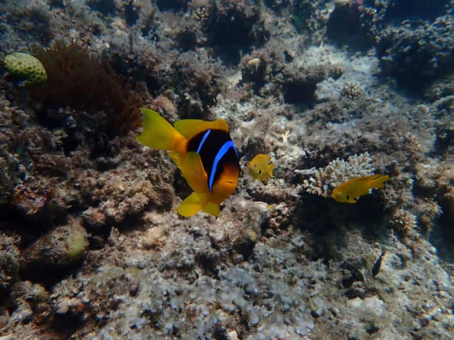 Hurghada: Private Speedboat to Magawish Island - Language and guide support: small details that matter