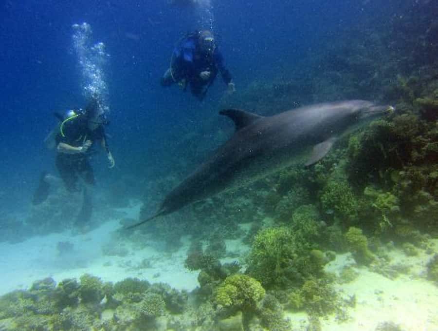 Hurghada, Professionals Diving in Open Water Tour with Lunch - Stop One (About 35 Minutes): Reef Time, Guided Control, and Room to Learn