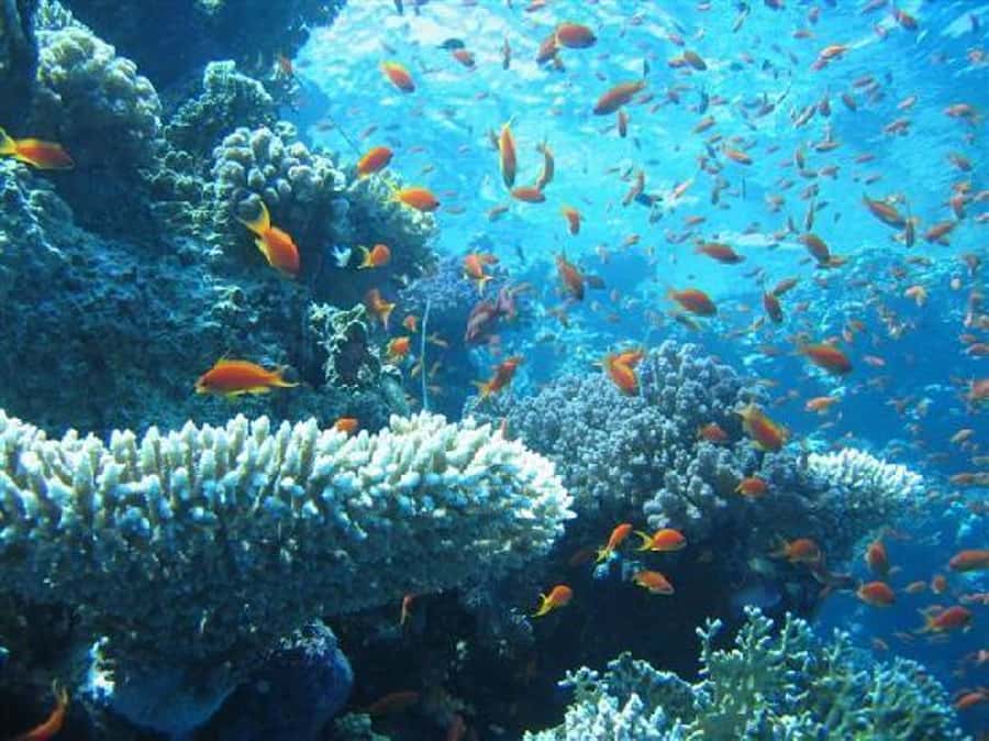 Hurghada, Professionals Diving in Open Water Tour with Lunch - Stop Two (About 30 Minutes) + Snorkeling Time (About 45 Minutes)